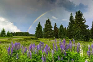Rainbow over blomming lupine meadow, Erzgebirge, Ore Mountains, Saxony, Germany, Europe