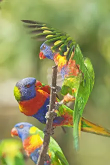 Brisbane Prints: Rainbow Lorikeets, (Trichoglossus haematodus) Lone Pine Koala Sanctuary, Brisbane