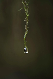 Moss Prints: Raindrop on moss, Vancouver Island, British Columbia, Canadadroplet