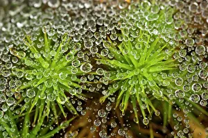 Spiders Prints: Raindrops on grass spider web with haircap moss, Lively, Ontario, Canada