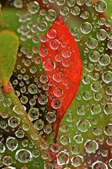 Shrubs Prints: Raindrops on grass spider web with red blueberry leaf, Lively, Ontario, Canada