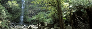 South Australia Prints: Rainforest