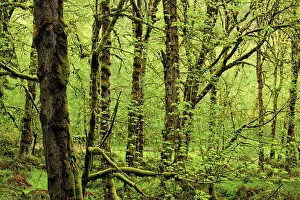 Tranquil Tranquility Prints: Rainforest with bigleaf maple and epiphytic mosses