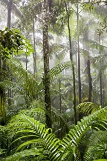 Images Dated 29th August 2012: Rainforest, Eungella National Park, nr Mackay, Australia