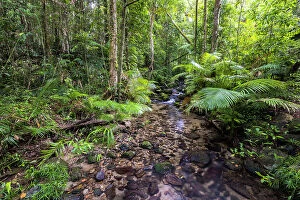 Images Dated 29th August 2023: Rainforest at Mossman Gorge, Daintree National Park, Queensland, Australia