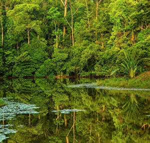 Ponds Prints: Rainforest pond
