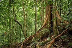 Growth Prints: Rainforest, Santubong, Sarawak, Borneo, Malaysia, Asia