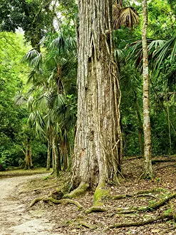 Peten Prints: Rainforest at Tikal, Peten Department, Guatemala