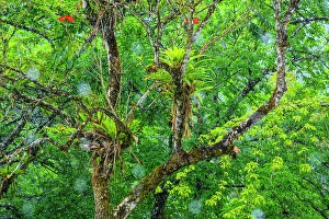 Tropical Rain Forest Ecosystem Prints: Rainforest trees