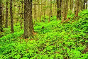 Temperate Rain Forest Ecosystem Prints: Rainforest understory, Haines- Chilkat state recreation site, Alaska, USA