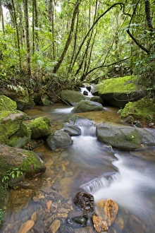 Water Fall Gallery: Rainforest and waterfall in biopark near the entrance