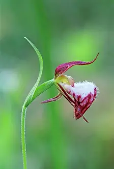 Manitoba Prints: Ram‚Aos-Head Lady‚Aos-Slipper (Cypripedium arietinum) Sandilands Provincial Forest