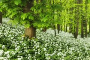 Seasons Gallery: Ramsons (Allium ursinum) in bloom at Winterborne Abbas, Dorset, England, UK