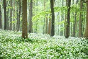 Landcape Prints: Ramsons (Allium ursinum) blooming in broadleaved woodland near Ashmore