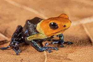 Neotropics Prints: Ranitomeya fantastica - captive bred, Ontario, Canada