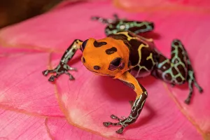 Neotropics Prints: Ranitomeya fantastica - captive bred, Ontario, Canada