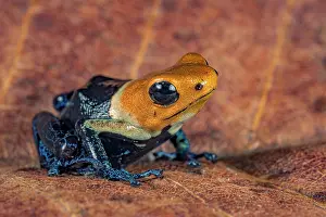 Frogs Prints: Ranitomeya fantastica - captive bred, London, Ontario, Canada
