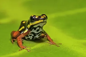 Neotropics Prints: Ranitomeya flavovitatta - captive bred, Ontario, Canada