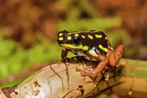 Captive Bred Prints: Ranitomeya flavovittata (currently no common name available) - captive bred specimen endemic to Eastern Peru