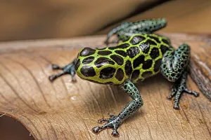 Neotropics Prints: Ranitomeya imitator nominal - captive, Ontario, Canada