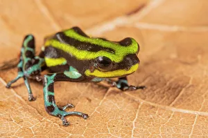 Neotropics Prints: Ranitomeya serensis - captive, Ontario, Canada