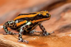 Neotropics Prints: Ranitomeya sirensis - captive, Ontario, Canada