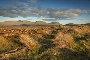 Grass Collection: Rannoch Moor in the evening light, Highlands, Scotland, Great Britain