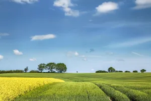 Rape Field Prints: Rape field, Baltic coast, Schleswig-Holstein, Germany
