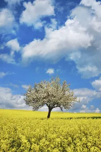 Saxony Prints: Rape field and blloming apple tree - Germany, Saxony, Saxon Switzerland-East Ore