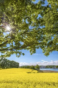 Rape field near Kappeln, Schlei fjord, Baltic coast, Schleswig-Holstein, Germany Rape field near Kappeln, Schlei fjord, Baltic coast, Schleswig-Holstein, Germany