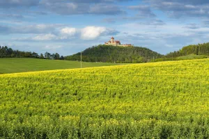 Oilseed Rape Prints: Rape field with Veste Wachsenburg castle in the background