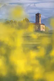 San Martino Prints: Rapeseed (Brassica Napus) frame the San Martino church, Garbagnate Monastero