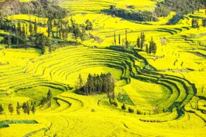 Oilseed Rape Prints: Rapeseed farms in Niujie, known as snail farms due to their snail shell like terracing