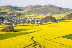 Oilseed Rape Prints: Rapeseed fields in Shiwan Dashan (Hundred Thousand Hills), Luoping, Yunnan, China
