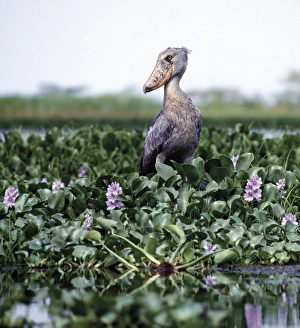 Stork Prints: The rare shoebill