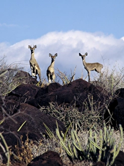 Game Gallery: A rare sight of three klipspringers (Oreotragus oreotragus)