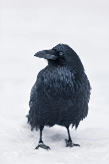 Raven Prints: Raven, Banff National Park, Alberta, Canada
