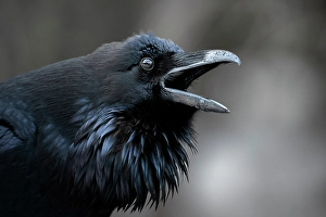 Raven Prints: Raven, Banff National Park, Alberta, Canada