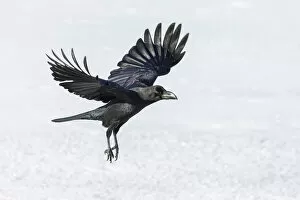 Bird Gallery: Raven (Corvus corax) in flight over snow, Hokkaido, Japan