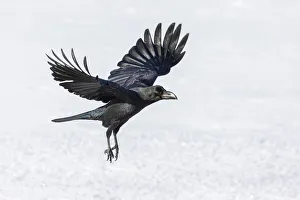 Horizontal Gallery: Raven (Corvus corax) in flight over snow, Hokkaido, Japan