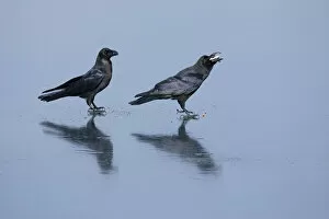 Images Dated 6th April 2021: Raven (Corvus corax), pair standing on sea ice feeding on discarded fish, Hokkaido, Japan