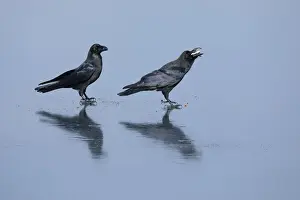 Pair Prints: Raven (Corvus corax), pair standing on sea ice feeding on discarded fish, Hokkaido, Japan