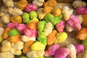 Real Multicoloured Chicks, Medina, Fez, Morocco, North Africa