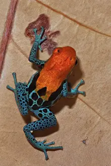 Neotropics Prints: Red-backed Poison Frog (Ranitomeya reticulata) - captive bred, Ontario, Canada