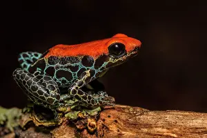 Captive Bred Prints: Red-backed Poison Frog (Ranitomeya reticulata) - captive bred