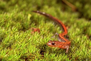 Parry Sound Prints: Red-backed Salamander (Plethodon cinereus), Parry Sound, Ontario, Canada