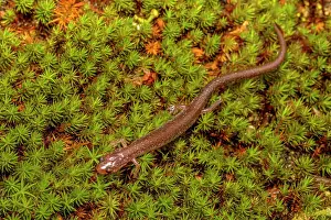 Parry Sound Prints: Red-backed Salamander (Plethodon cinereus) dark phase, Parry Sound, Ontario, Canada