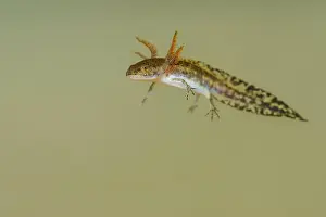 Larva Prints: Red-backed Salamander (Plethodon cinereus) larval stage, Parry Sound, Ontario, Canada