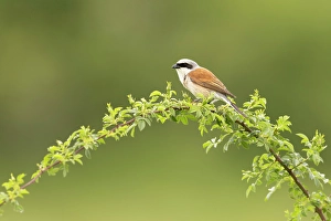 Bulgaria Prints: Red-backed Shrike (Lanius collurio), single adult perched, near Bratsigovo, Bulgaria