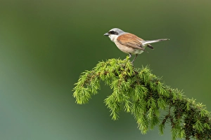 Bulgaria Prints: Red-backed Shrike (Lanius collurio), single adult perched, near Bratsigovo, Bulgaria
